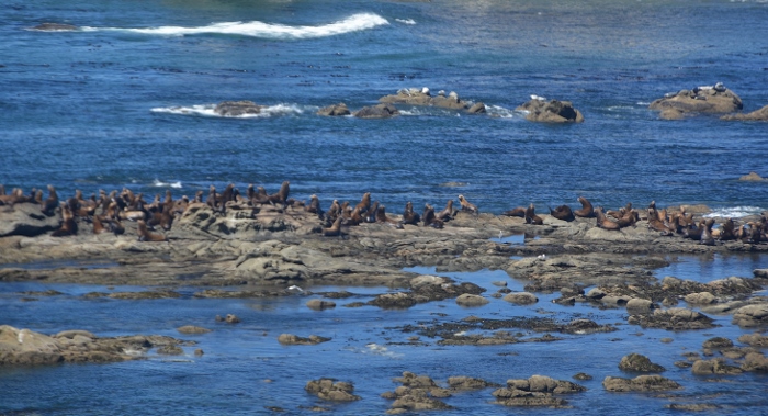 Shell Island overloaded with seals and sea lions